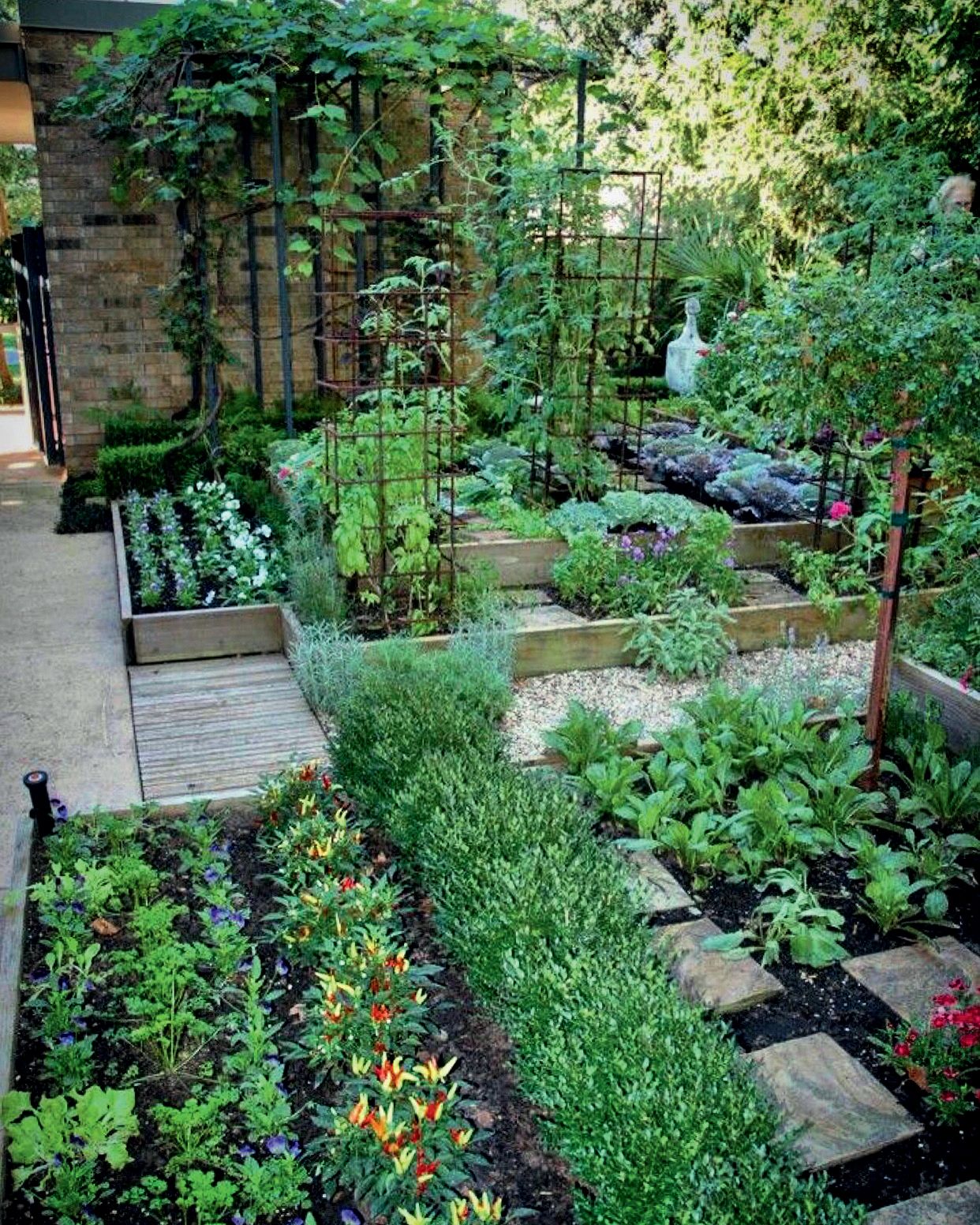 Potager avec plants de courgettes en pleine croissance