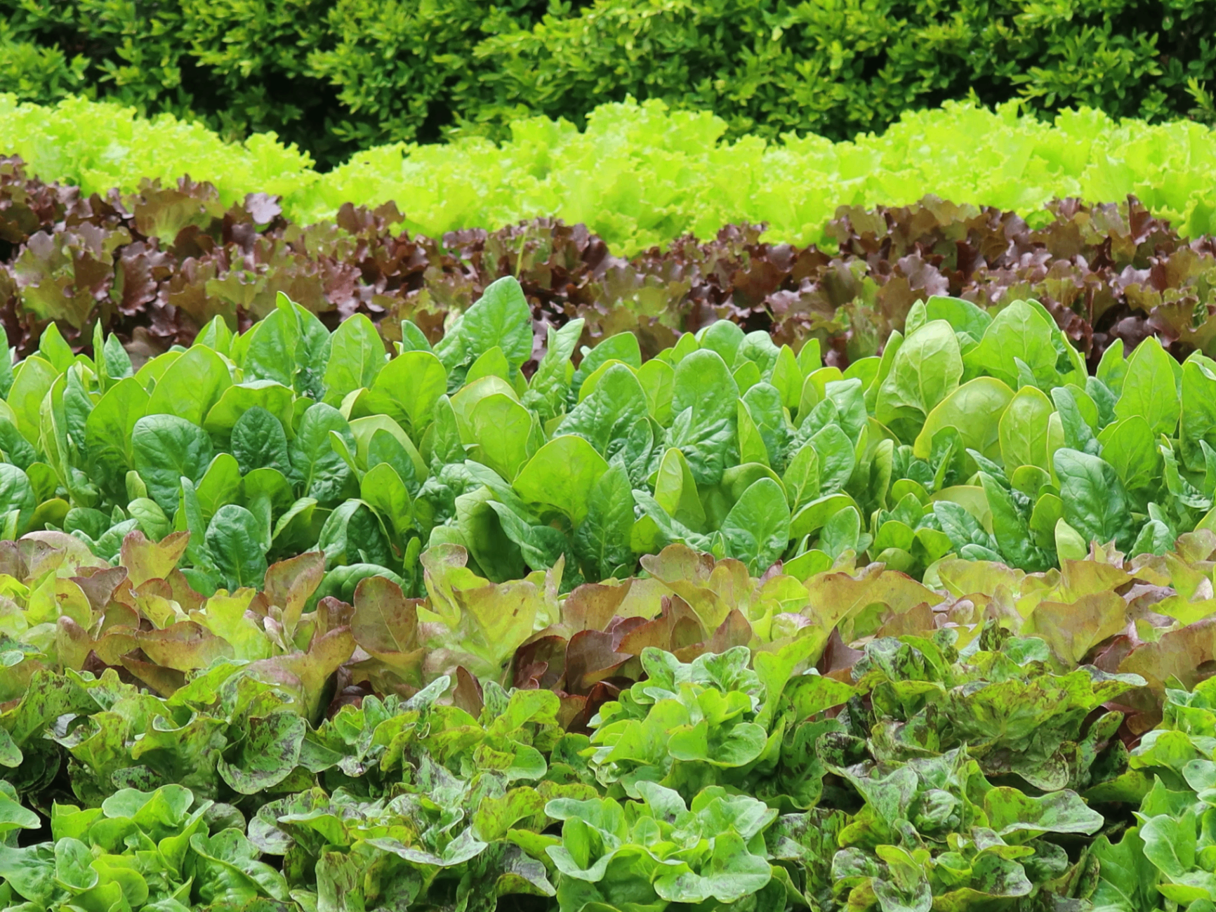 Jardin potager avec différentes variétés de salades vertes et colorées