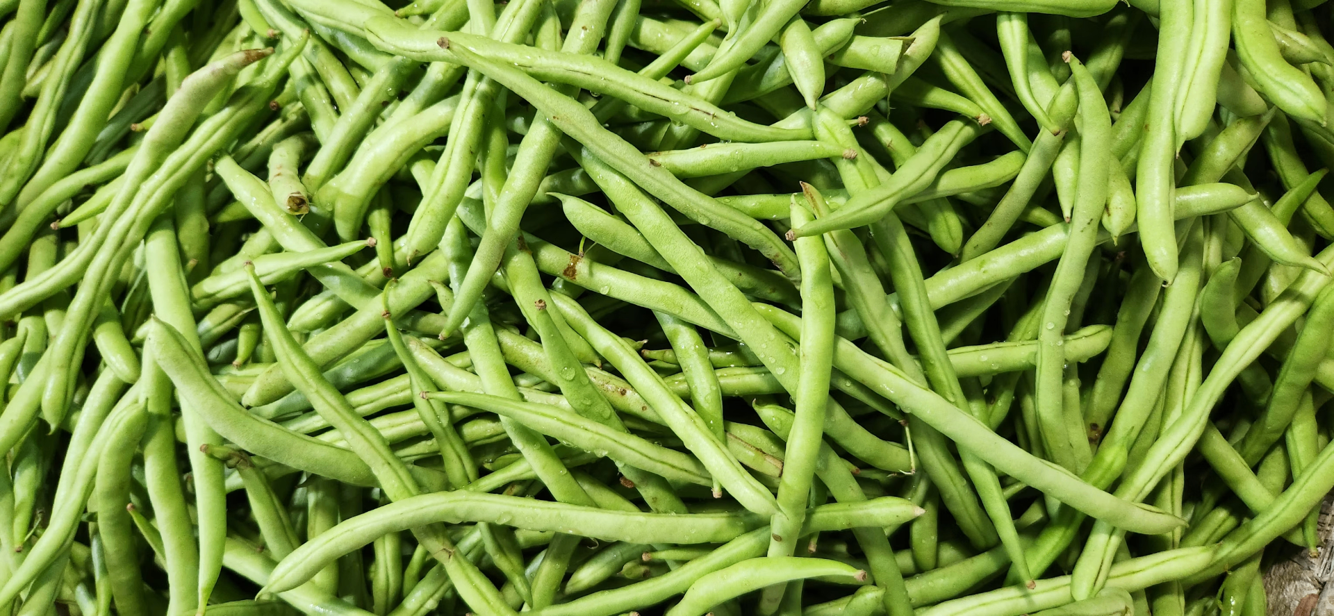Potager avec plants de haricots verts en pleine croissance